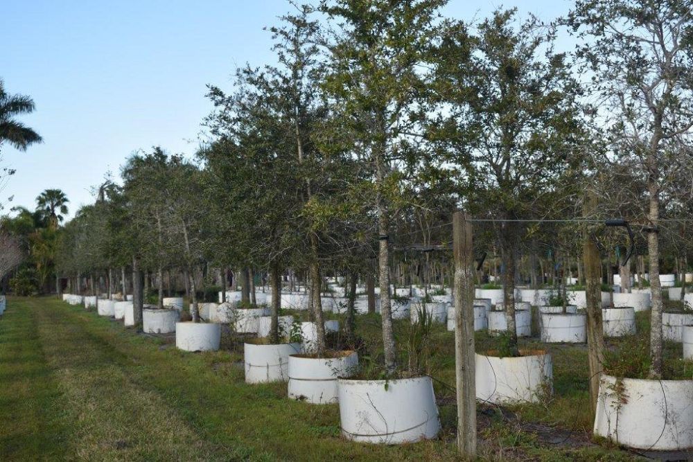 quercus-virginiana-live-oak-southern-oak-tree