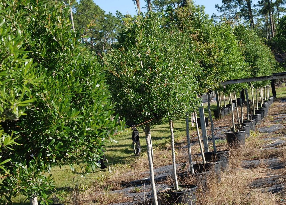 quercus-virginiana-live-oak-southern-oak-tree