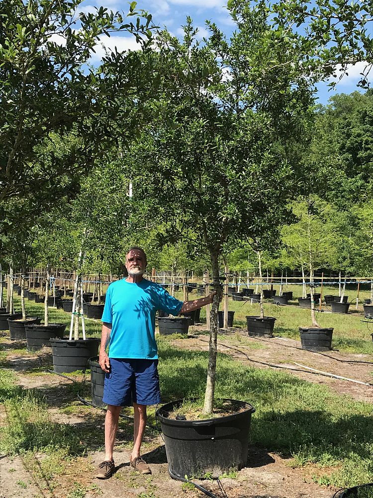 quercus-virginiana-live-oak-southern-oak-tree