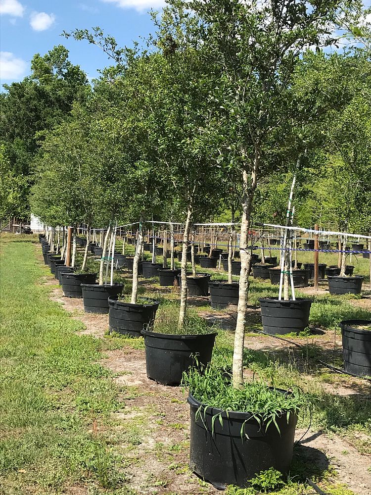quercus-virginiana-live-oak-southern-oak-tree