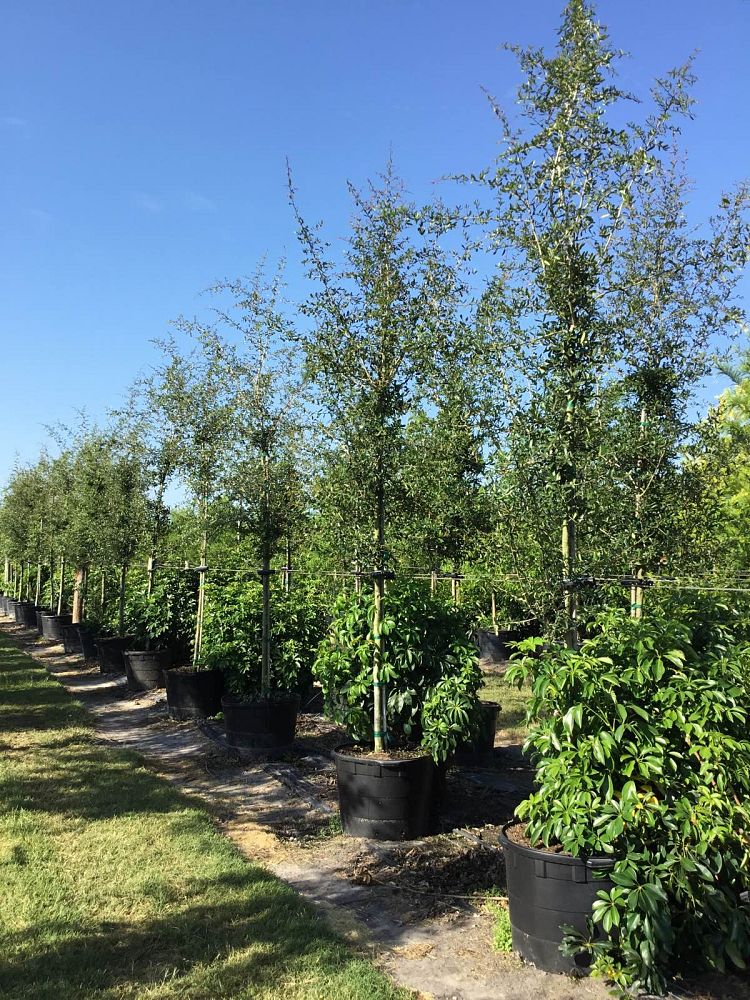 quercus-virginiana-live-oak-southern-oak-tree