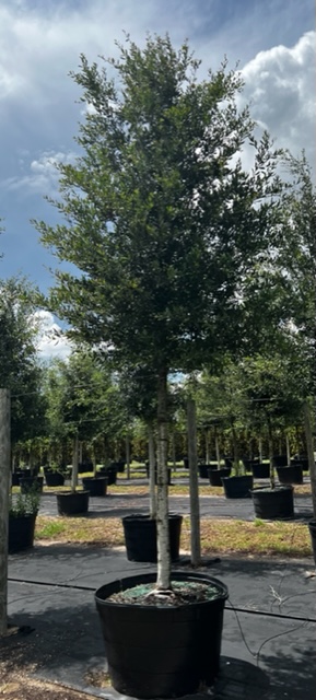 quercus-virginiana-live-oak-southern-oak-tree
