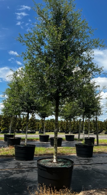 quercus-virginiana-live-oak-southern-oak-tree