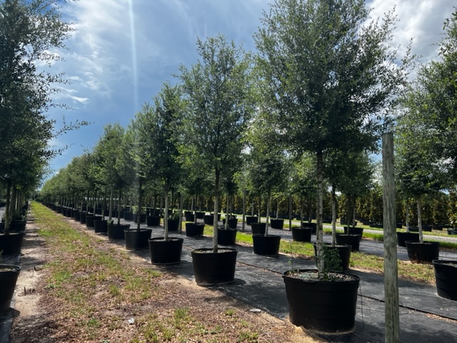 quercus-virginiana-live-oak-southern-oak-tree