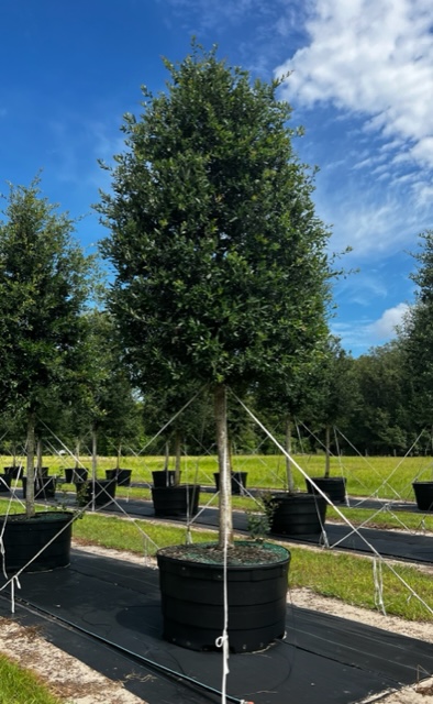 quercus-virginiana-live-oak-southern-oak-tree