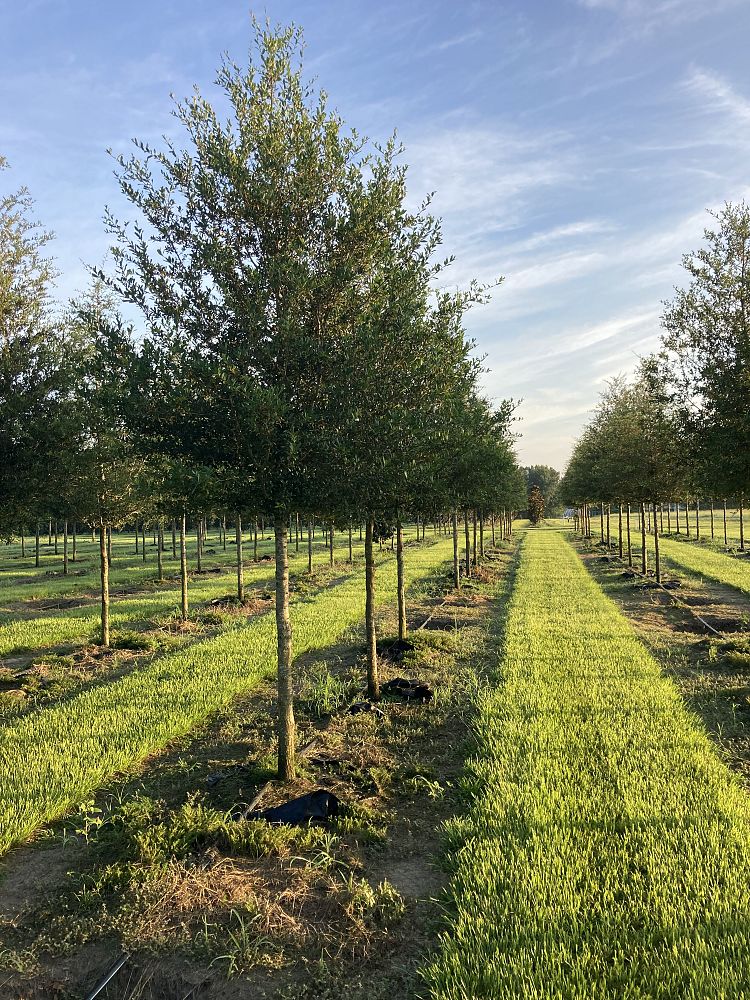 quercus-virginiana-live-oak-southern-oak-tree
