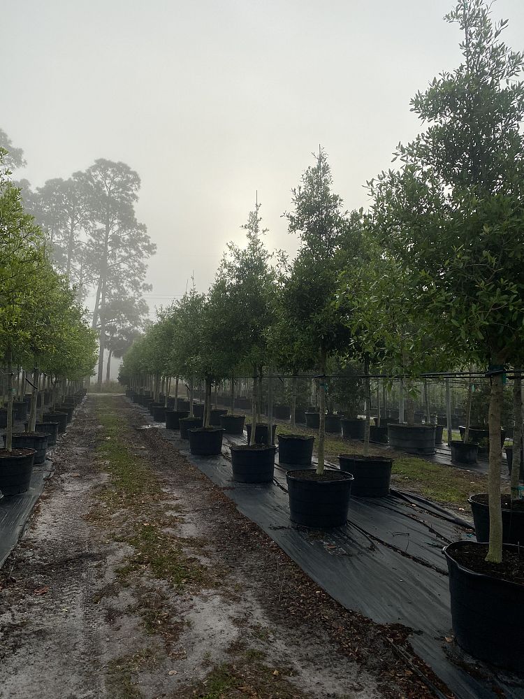 quercus-virginiana-live-oak-southern-oak-tree
