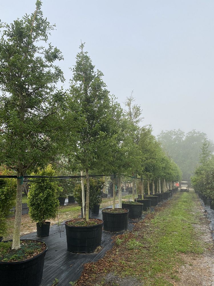 quercus-virginiana-live-oak-southern-oak-tree