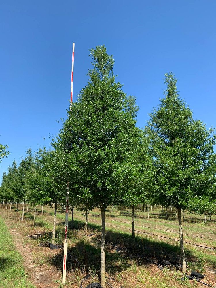 quercus-virginiana-live-oak-southern-oak-tree