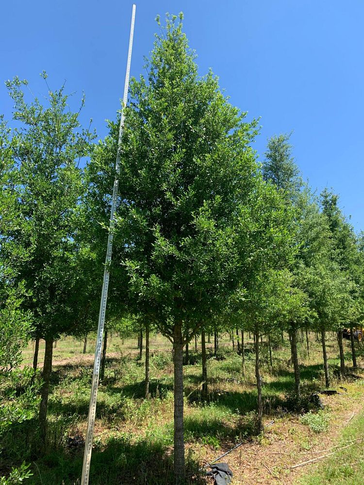 quercus-virginiana-live-oak-southern-oak-tree