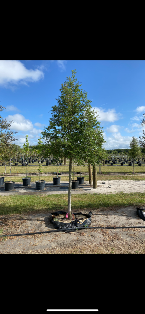 quercus-virginiana-live-oak-southern-oak-tree