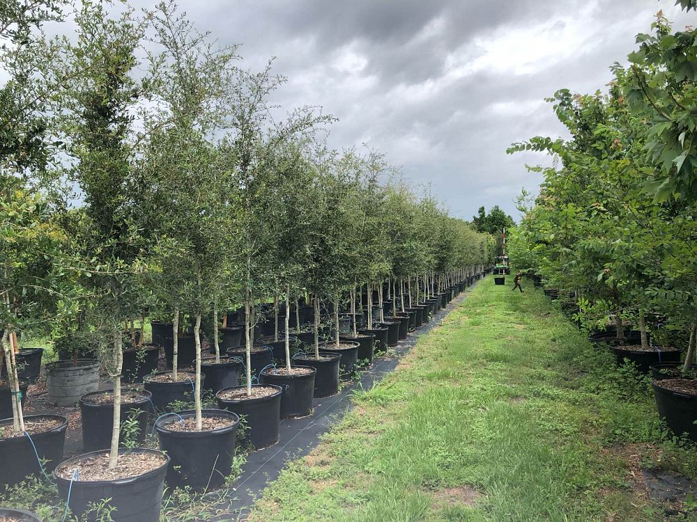 quercus-virginiana-live-oak-southern-oak-tree
