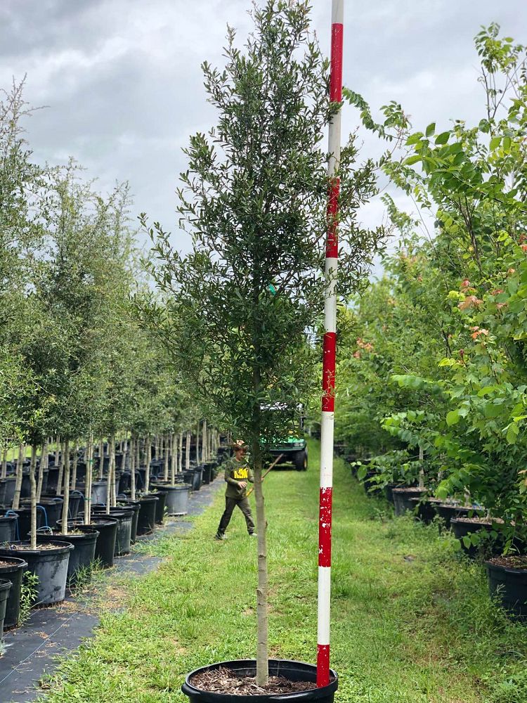 quercus-virginiana-live-oak-southern-oak-tree