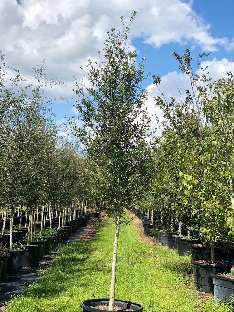 quercus-virginiana-live-oak-southern-oak-tree
