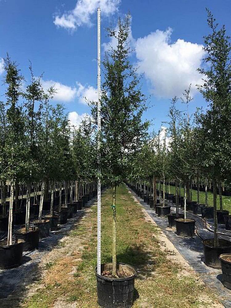 quercus-virginiana-live-oak-southern-oak-tree