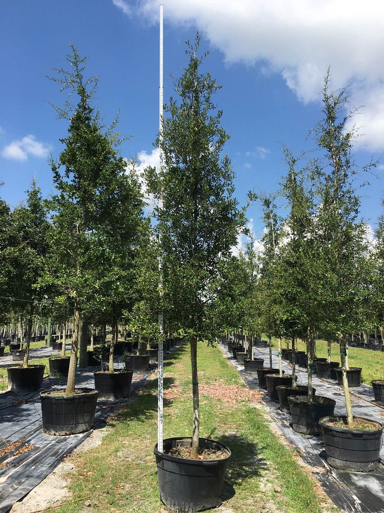 quercus-virginiana-live-oak-southern-oak-tree