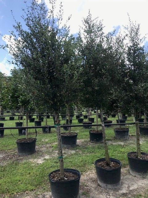 quercus-virginiana-live-oak-southern-oak-tree