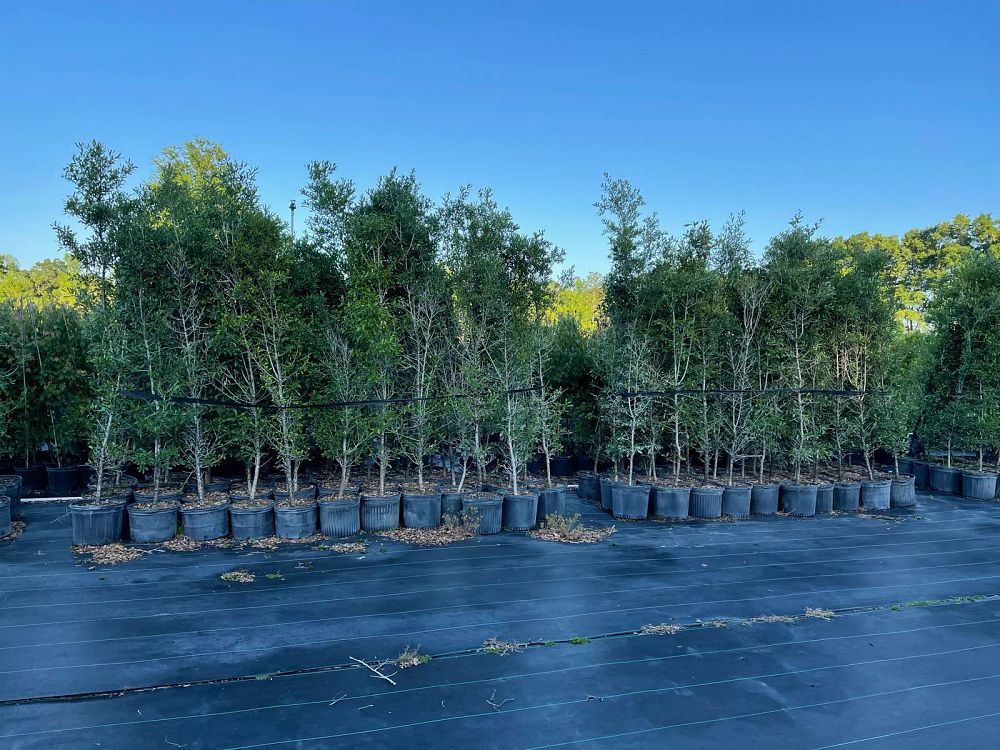 quercus-virginiana-live-oak-southern-oak-tree