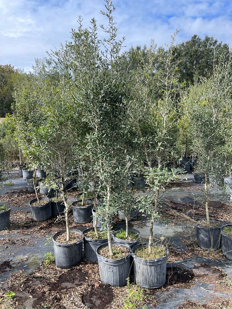 quercus-virginiana-live-oak-southern-oak-tree