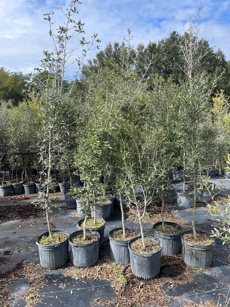 quercus-virginiana-live-oak-southern-oak-tree