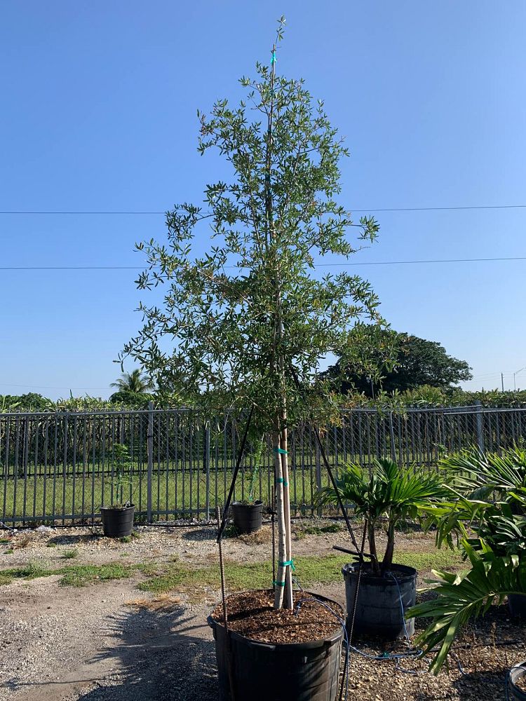 quercus-virginiana-live-oak-southern-oak-tree