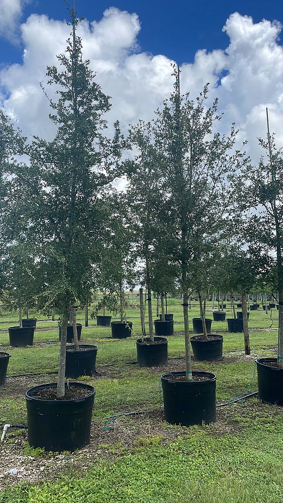 quercus-virginiana-live-oak-southern-oak-tree