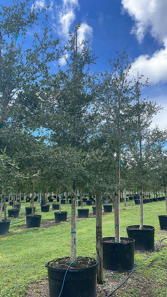 quercus-virginiana-live-oak-southern-oak-tree