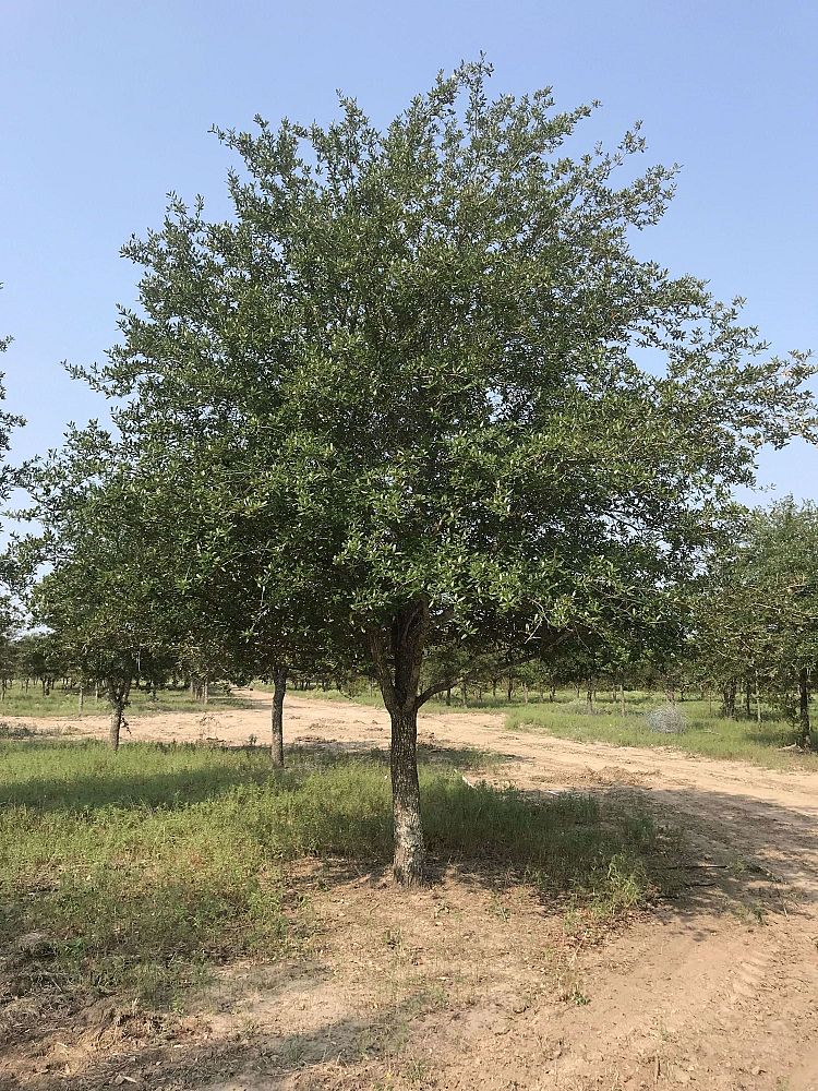 quercus-virginiana-live-oak-southern-oak-tree