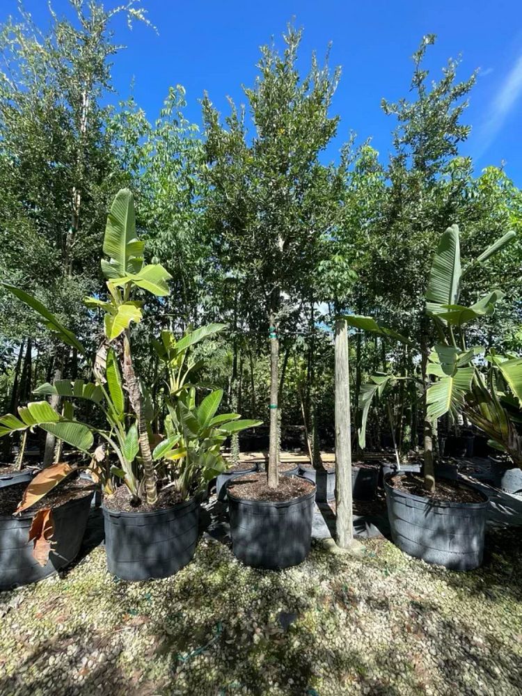 quercus-virginiana-live-oak-southern-oak-tree