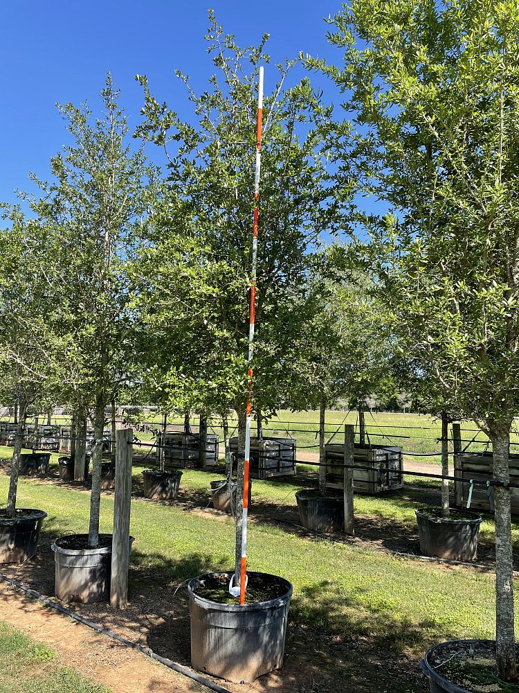 quercus-virginiana-live-oak-southern-oak-tree