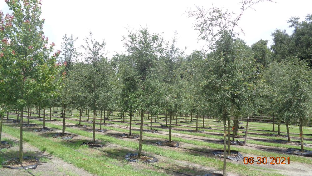 quercus-virginiana-live-oak-southern-oak-tree