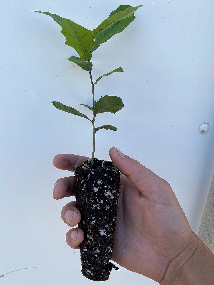 quercus-virginiana-live-oak-southern-oak-tree