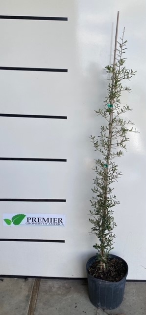 quercus-virginiana-live-oak-southern-oak-tree