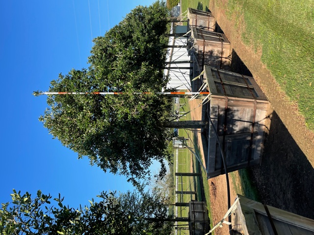 quercus-virginiana-live-oak-southern-oak-tree