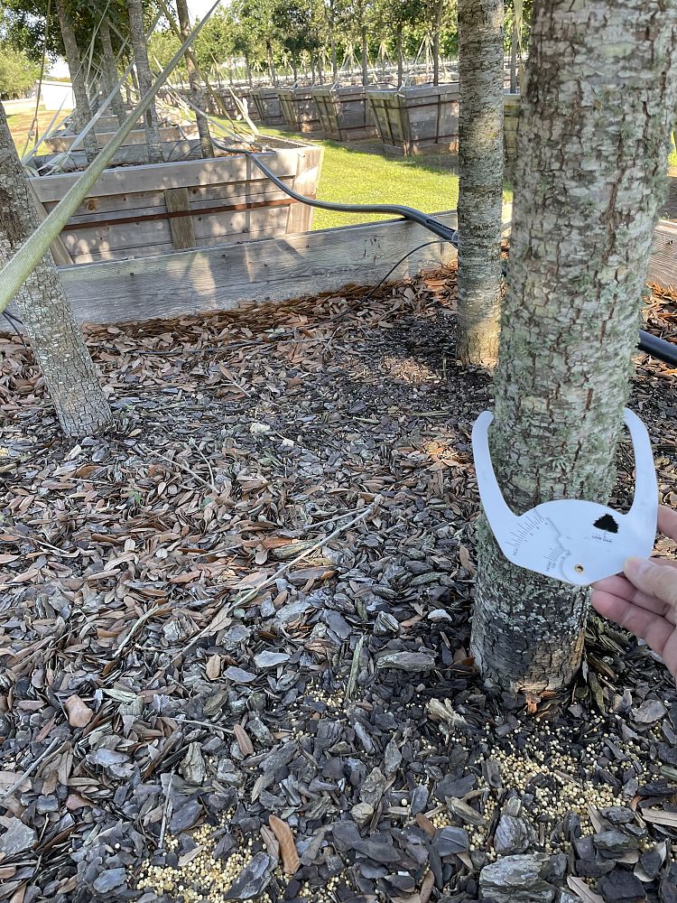 quercus-virginiana-live-oak-southern-oak-tree