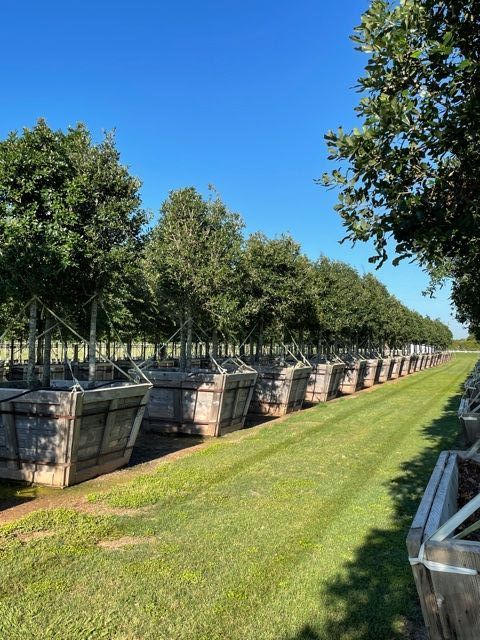 quercus-virginiana-live-oak-southern-oak-tree