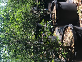 quercus-virginiana-live-oak-southern-oak-tree