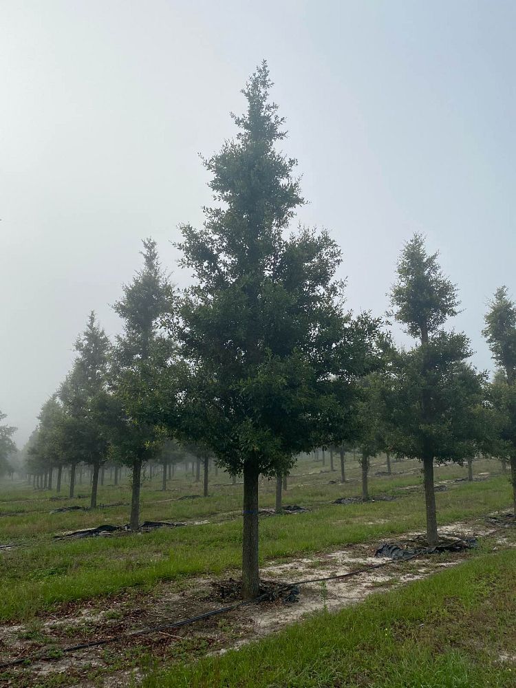 quercus-virginiana-live-oak-southern-oak-tree