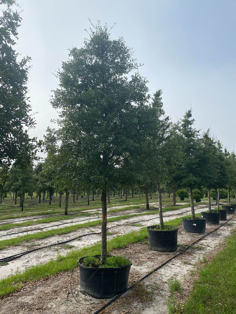 quercus-virginiana-live-oak-southern-oak-tree