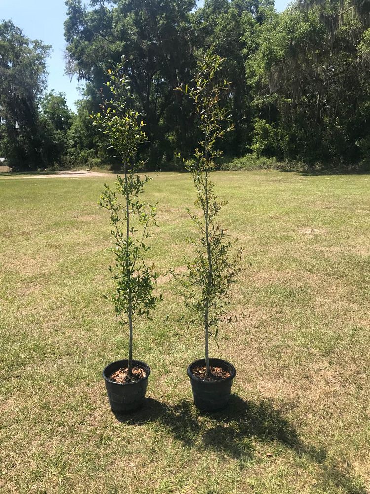 quercus-virginiana-live-oak-southern-oak-tree