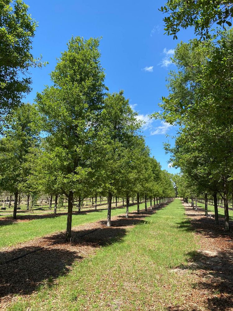 quercus-virginiana-live-oak-southern-oak-tree
