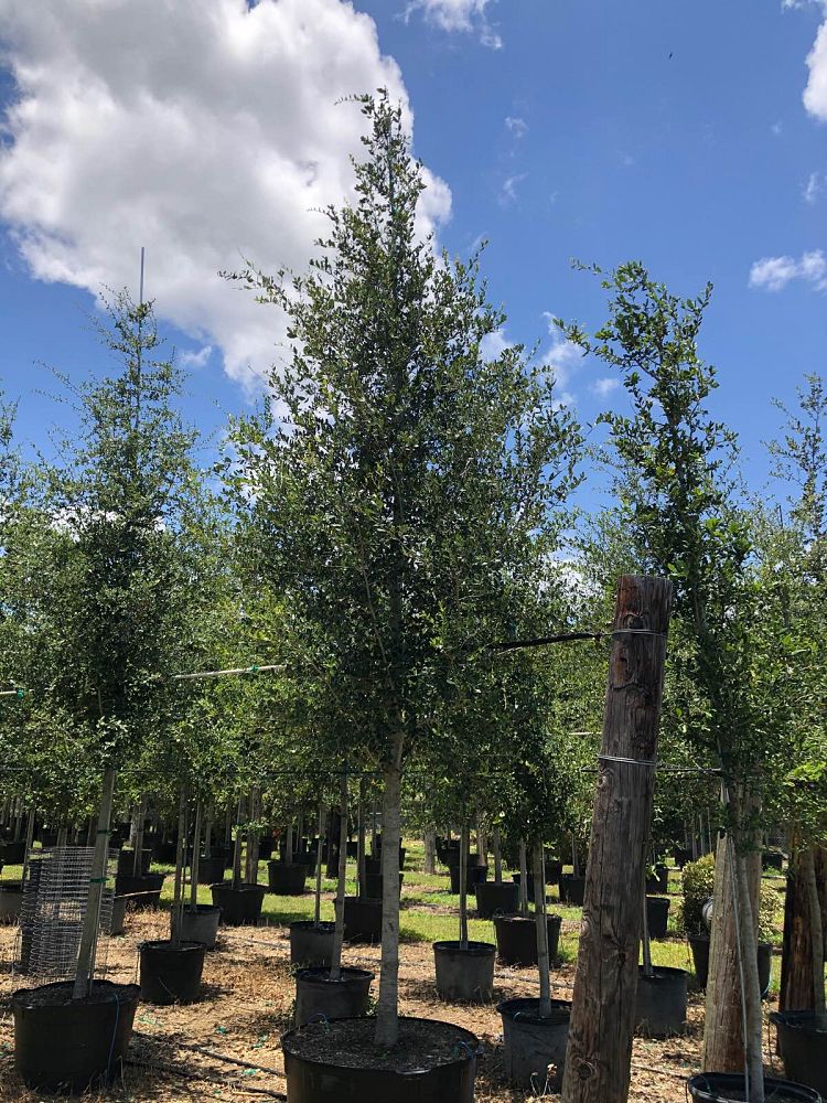 quercus-virginiana-live-oak-southern-oak-tree