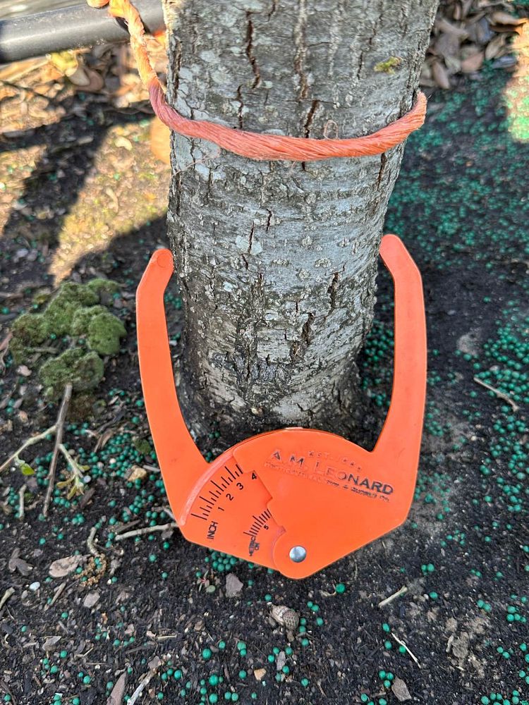 quercus-virginiana-live-oak-southern-oak-tree
