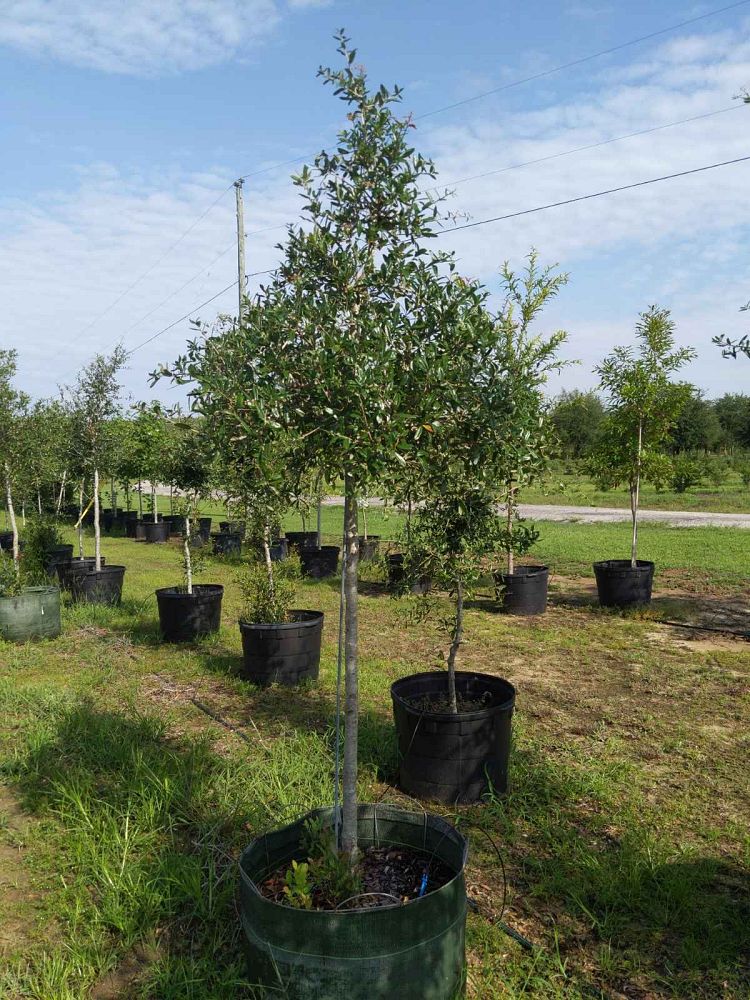 quercus-virginiana-live-oak-southern-oak-tree