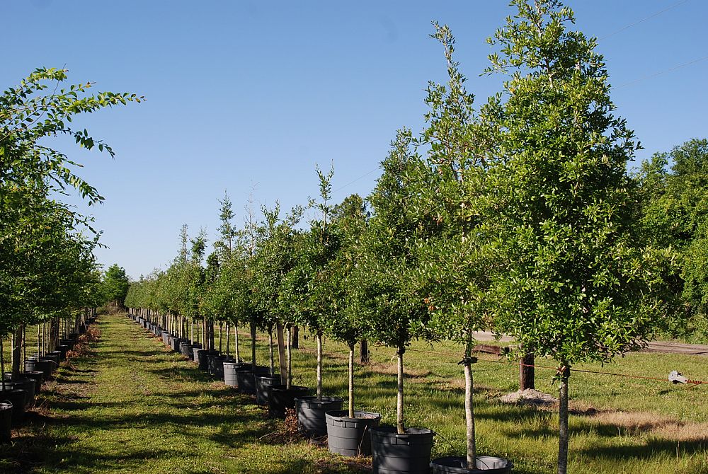 quercus-virginiana-live-oak-southern-oak-tree