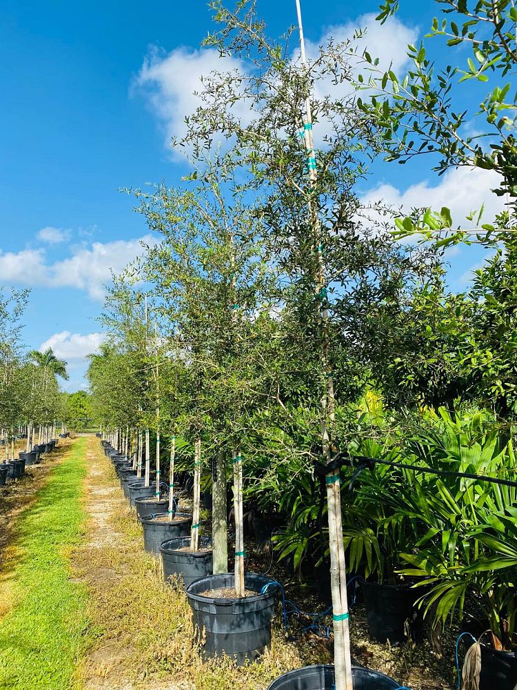 quercus-virginiana-live-oak-southern-oak-tree