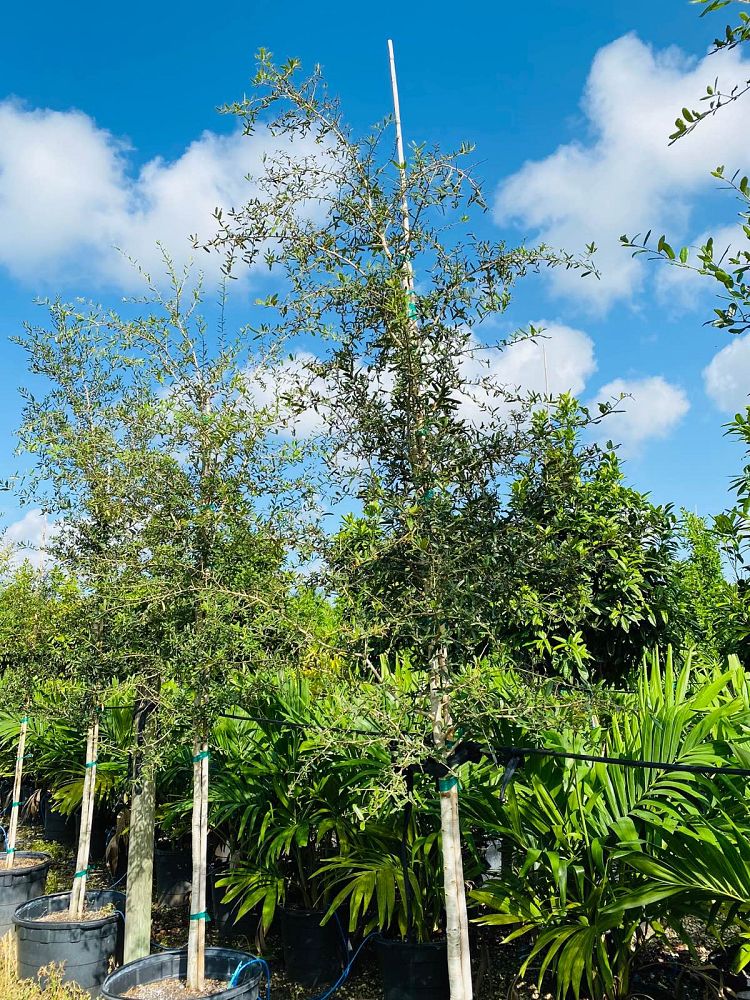 quercus-virginiana-live-oak-southern-oak-tree