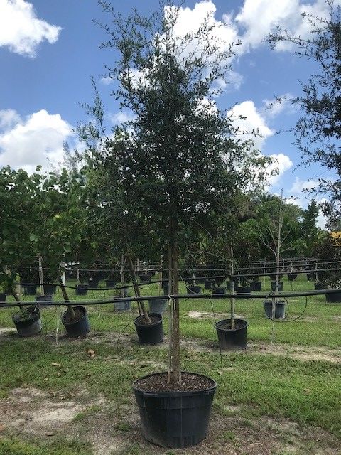 quercus-virginiana-live-oak-southern-oak-tree