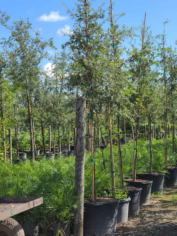 quercus-virginiana-live-oak-southern-oak-tree