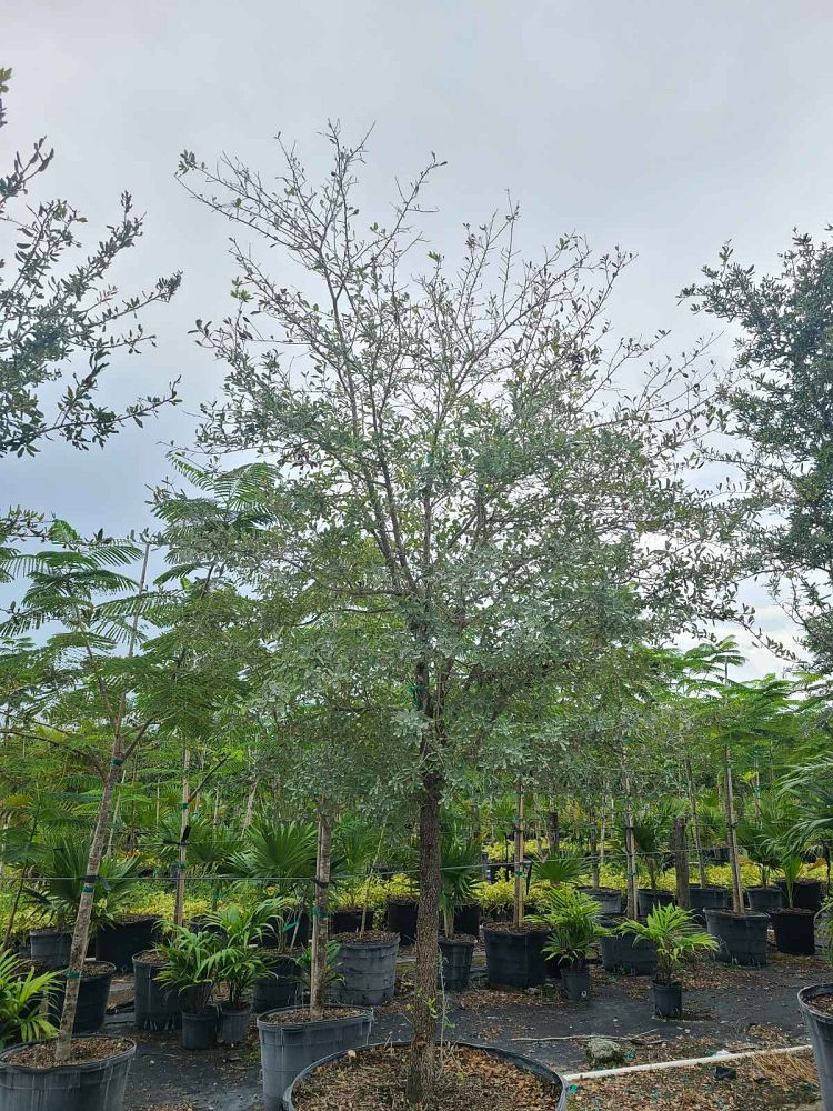 quercus-virginiana-live-oak-southern-oak-tree
